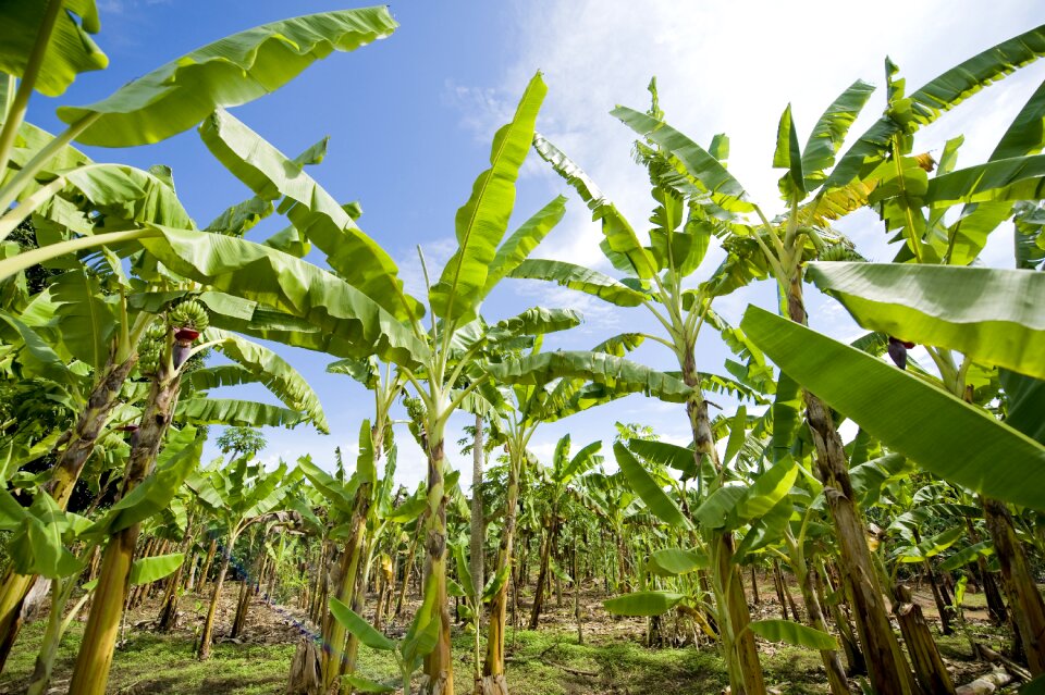 Africa agriculture green banana