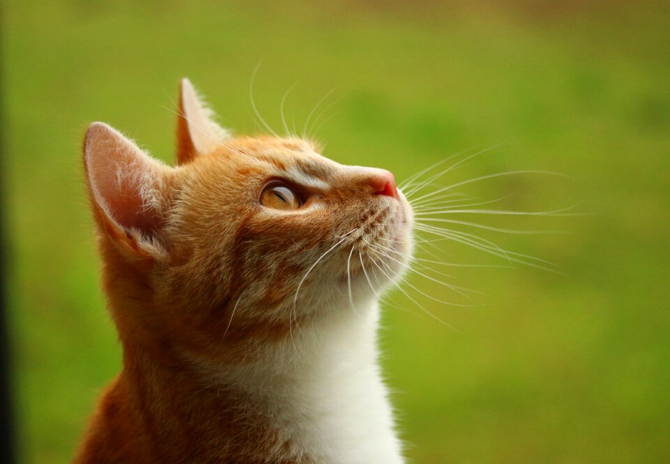 Tiger cat domestic cat red cat
