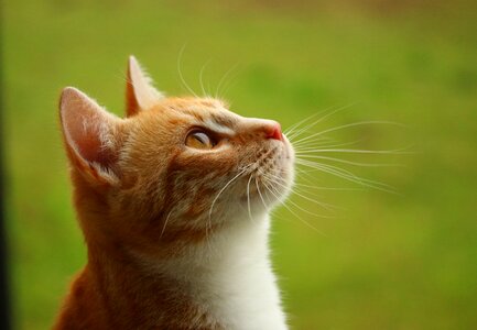 Tiger cat domestic cat red cat photo