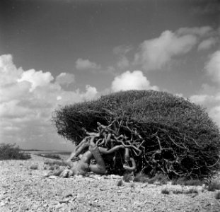 Een paloe di sieja-boom op Bonaire, Bestanddeelnr 252-8374