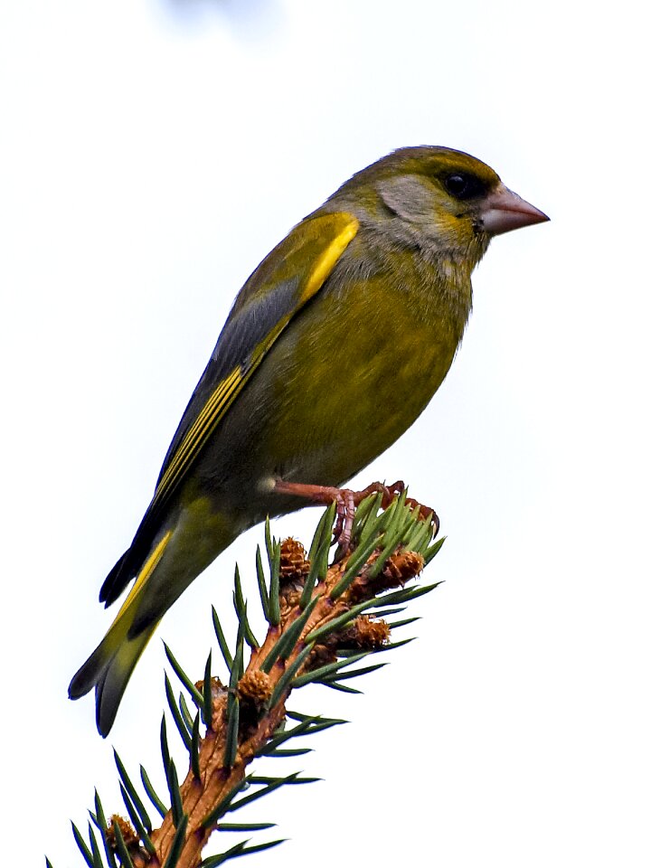 Songbird garden bird nature