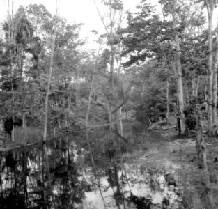 Een rivierkreek in de buurt van Zanderij in Suriname, Bestanddeelnr 252-6363