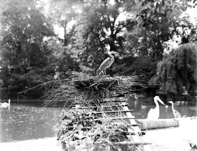 Een reiger op zijn nest, Bestanddeelnr 252-1416
