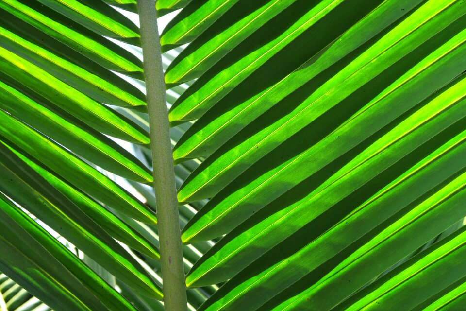 Foliage caribbean coconut
