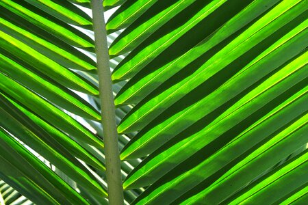 Foliage caribbean coconut photo