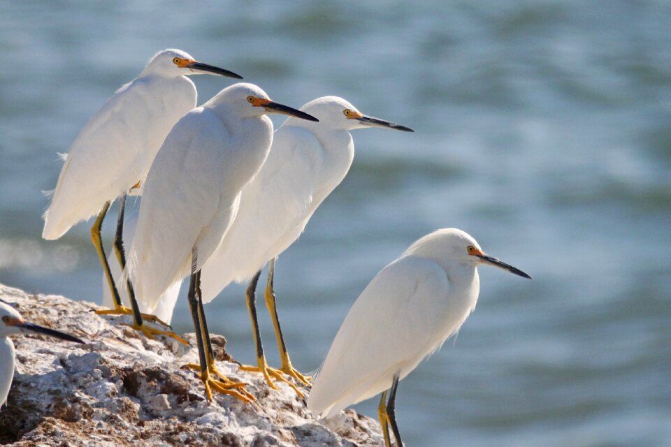 Nature water waterbirds