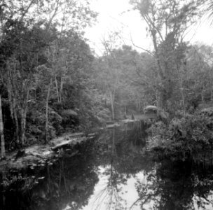 Een rivierkreek in de buurt van Zanderij in Suriname, Bestanddeelnr 252-6364