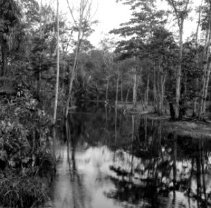 Een rivierkreek in de buurt van Zanderij in Suriname, Bestanddeelnr 252-6362