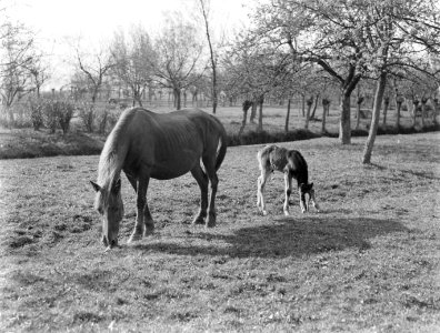 Een paard met veulen in een wei met bomen in Arkel, Bestanddeelnr 189-0386