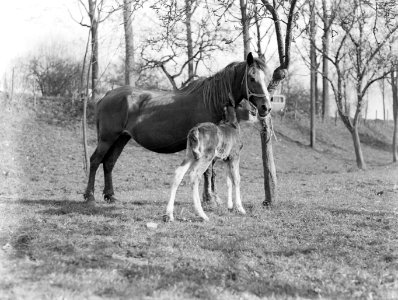 Een paard met veulen in een wei met bomen in Arkel, Bestanddeelnr 189-0383