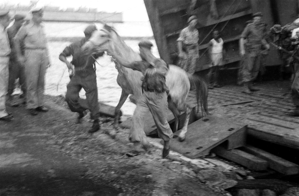 Een paard wordt meegevoerd vanuit het landingsvaartuig (LCT), Bestanddeelnr 3159