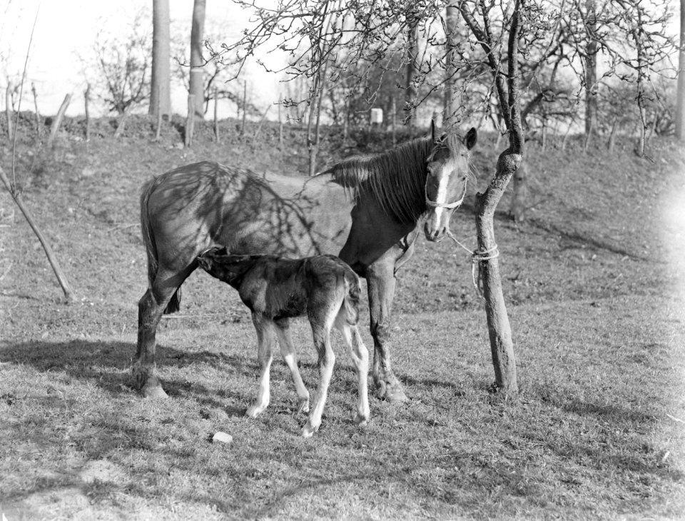 Een paard met veulen in een wei met bomen in Arkel, Bestanddeelnr 189-0384