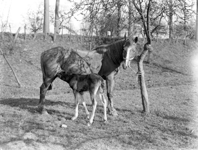 Een paard met veulen in een wei met bomen in Arkel, Bestanddeelnr 189-0384