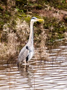 Water bird nature animal photo