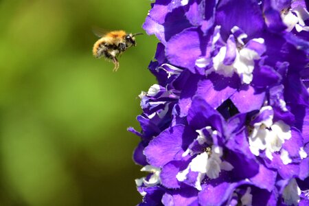 Insect nature fly photo