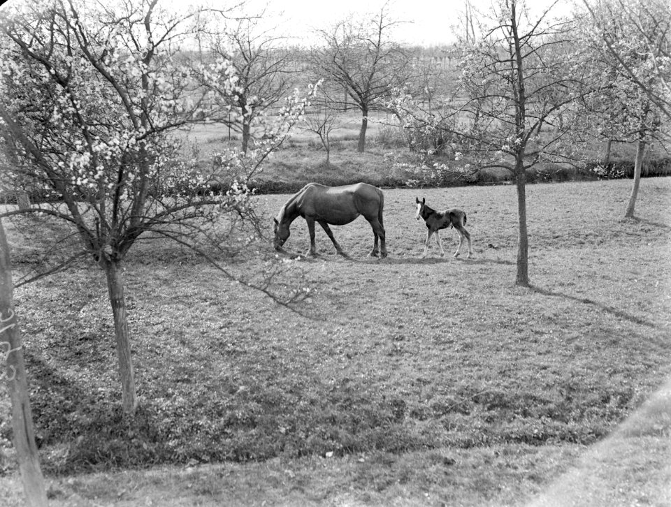 Een paard met veulen in een wei met bomen in Arkel, Bestanddeelnr 189-0385