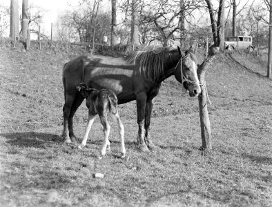 Een paard met veulen in een wei met bomen in Arkel, Bestanddeelnr 189-0387