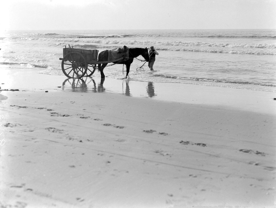 Een schelpenvisser aan het strand bij Noordwijk Zijn paard en wagen staan in de, Bestanddeelnr 189-0360