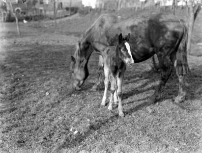 Een paard met veulen in een wei met bomen in Arkel, Bestanddeelnr 189-0388