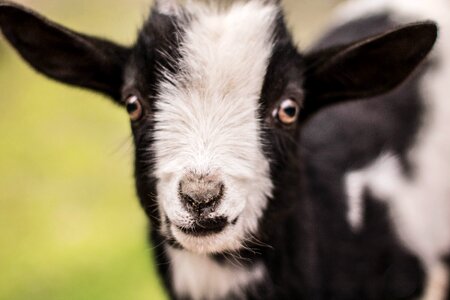 Baby goat cute goat goat baby