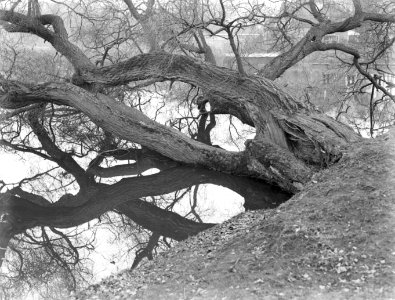 Een scheefgegroeide boom bij een vijver Vondelpark in Amsterdam, Bestanddeelnr 189-0211 photo