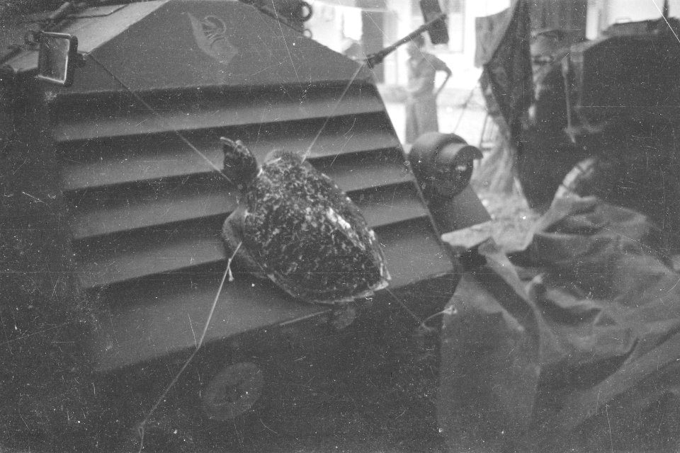 Een schildpad vastgebonden op de motorkap van een pantserwagen, Bestanddeelnr 336-2-3