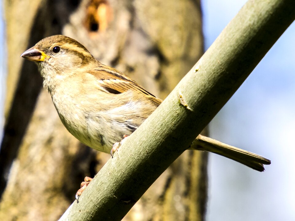 Bird songbird garden bird