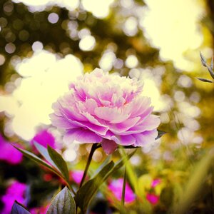 Bloom plant composites