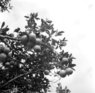 Een sinaasappelboom op het bedrijf van boer Van Dijk in Suriname, Bestanddeelnr 252-6446