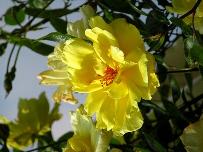 Macro nature in bloom photo