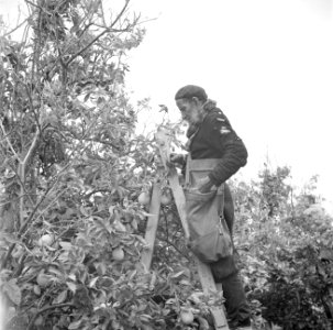 Een sinaasappelplukker op een citrusplantage bij Pardes staande op een ladder aa, Bestanddeelnr 255-1222