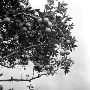 Een sinaasappelboom op het bedrijf van boer Van Dijk in Suriname, Bestanddeelnr 252-6445