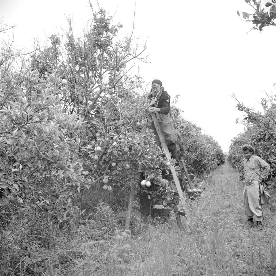 Een sinaasappelplukker op een citrusplantage bij Pardes staande op een ladder aa, Bestanddeelnr 255-1224