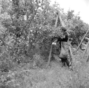 Een sinaasappelplukker op een citrusplantage bij Pardes verplaatst zijn ladder, Bestanddeelnr 255-1223