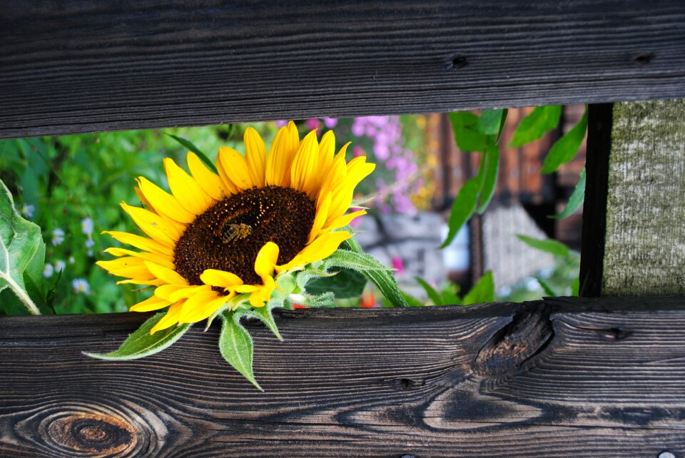 Flower sunflower yellow