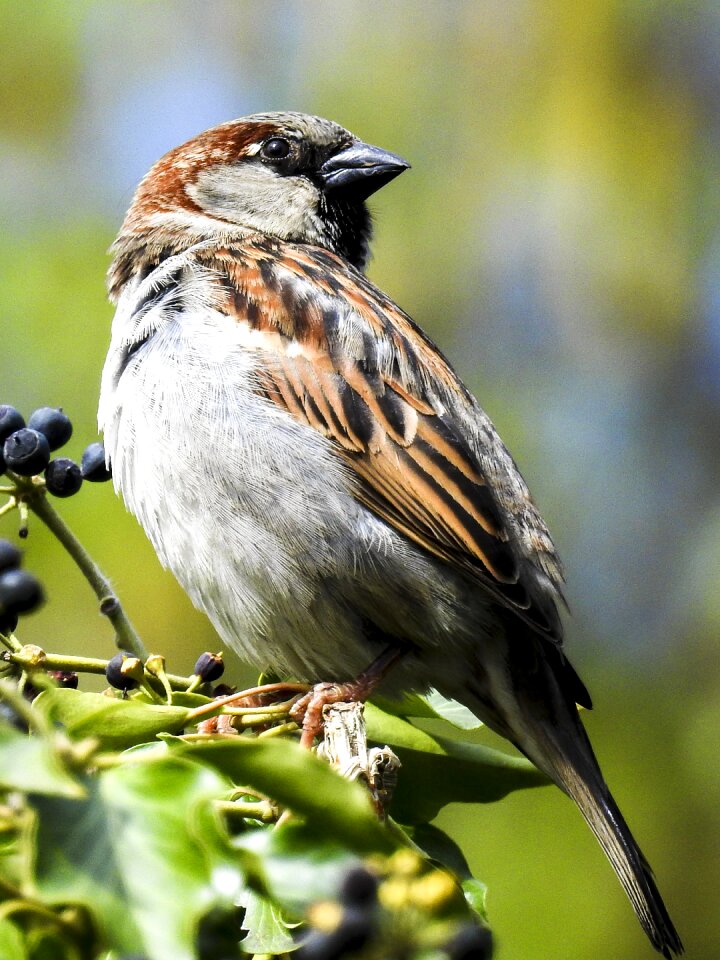 Bird songbird garden bird