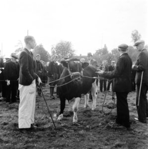 Een stier wordt getoond, Bestanddeelnr 900-8544
