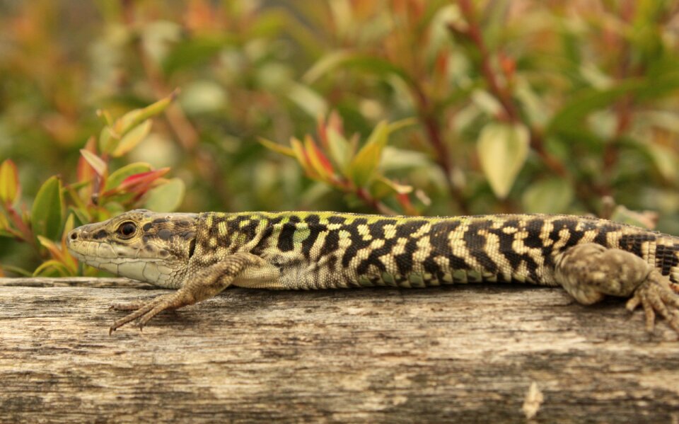 Wood reptile wildlife