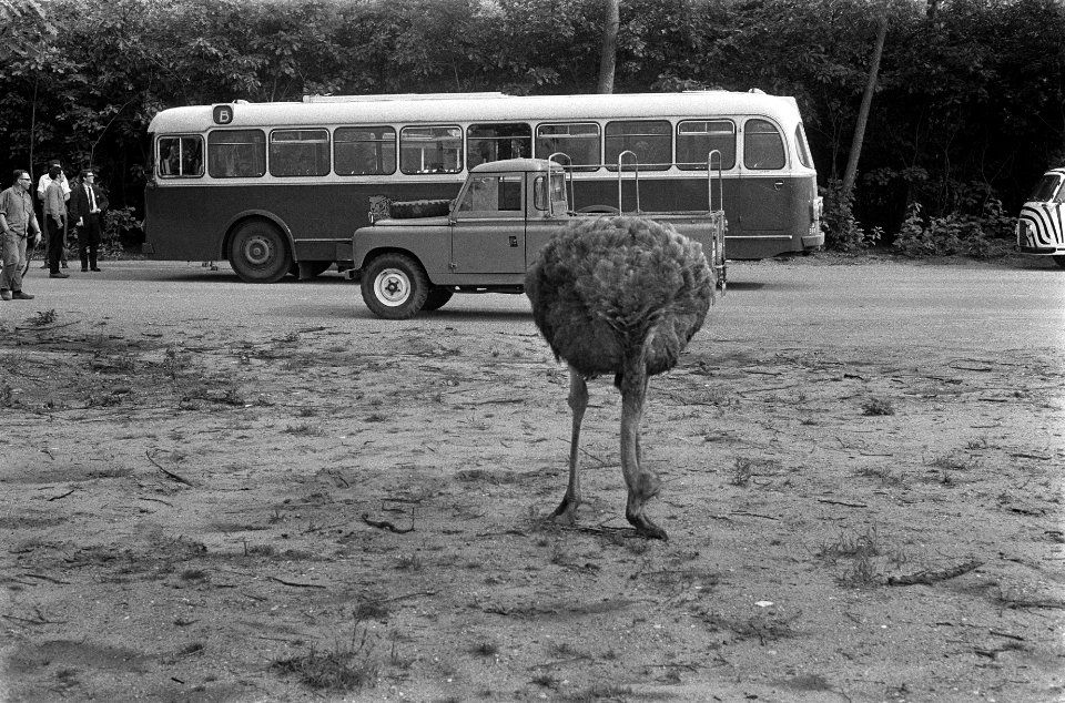Een struisvogel, op de achtergrond een auto en een bus, Bestanddeelnr 922-6431