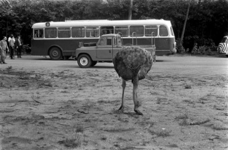 Een struisvogel, op de achtergrond een auto en een bus, Bestanddeelnr 922-6431