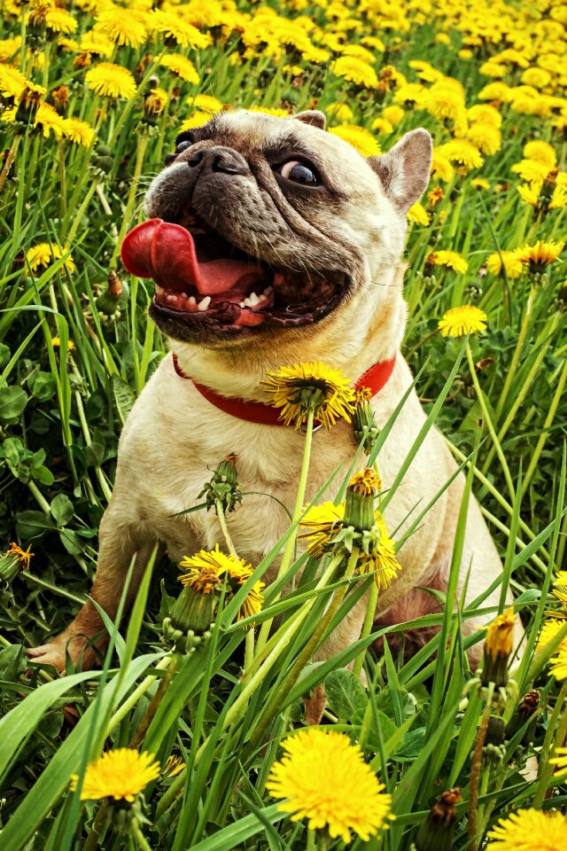 Greens yellow living nature