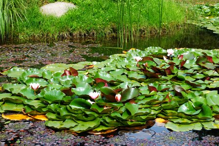 Lilies pond green