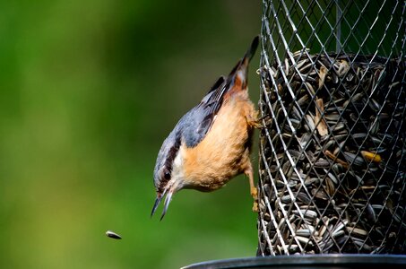 Animal garden food