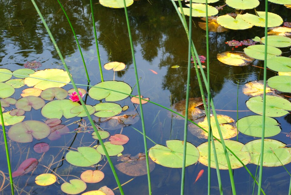 Pond green foliage