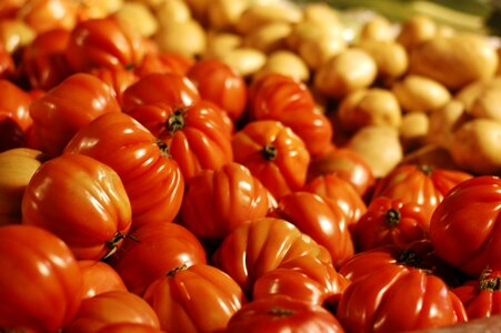 Tomatoes still life red photo