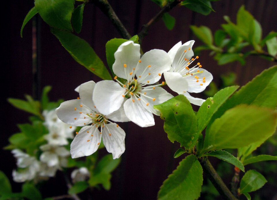 White flowers bloom sakura