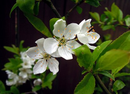 White flowers bloom sakura photo