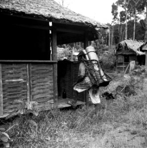 Een zogenaamde Balata-bleeder bij een huis in Nickerie, Bestanddeelnr 252-5428