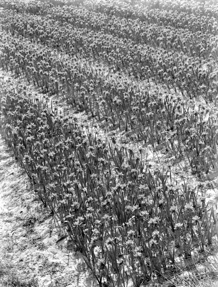 Een veld met narcissen, Bestanddeelnr 189-0357
