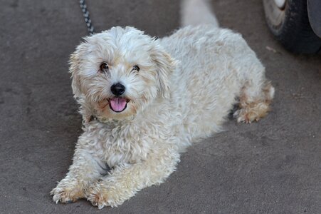 Fluffy adorable happy photo